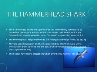 THE HAMMERHEAD SHARK
• The hammerhead sharks are a group of sharks in the family Sphyrnidae, so
named for the unusual and distinctive structure of their heads, which are
flattened and laterally extended into a "hammer" shape called a cephalofoil.
• The known species range from 0.9 to 6 m in length and weigh from 3 to 580 kg
• They are usually light gray and have a greenish tint. Their bellies are white
which allows them to blend into the ocean when viewed from the bottom and
sneak up on their prey.
• Their heads have lateral projections which give them a hammer-like shape.
 