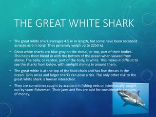 THE GREAT WHITE SHARK
• The great white shark averages 4.5 m in length, but some have been recorded
as large as 6 m long! They generally weigh up to 2250 kg
• Great white sharks are blue-gray on the dorsal, or top, part of their bodies.
This helps them blend in with the bottom of the ocean when viewed from
above. The belly, or ventral, part of the body, is white. This makes it difficult to
see the sharks from below, with sunlight shining in around them.
• The great white is at the top of the food chain and has few threats in the
ocean. Only orcas and larger sharks can pose a risk. The only other risk to the
great white shark is human interaction.
• They are sometimes caught by accident in fishing nets or intentionally sought
out by sport fisherman. Their jaws and fins are sold for considerable amounts
of money.
 
