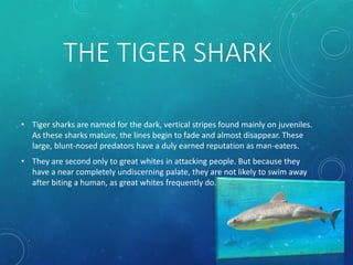 THE TIGER SHARK
• Tiger sharks are named for the dark, vertical stripes found mainly on juveniles.
As these sharks mature, the lines begin to fade and almost disappear. These
large, blunt-nosed predators have a duly earned reputation as man-eaters.
• They are second only to great whites in attacking people. But because they
have a near completely undiscerning palate, they are not likely to swim away
after biting a human, as great whites frequently do.
 