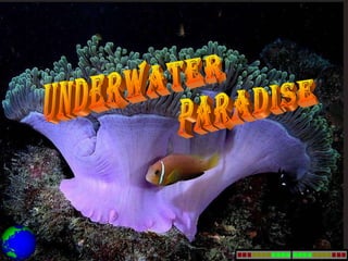 underwater paradise 