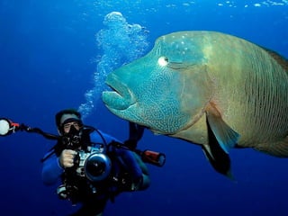 cast            Underwater Photo Gallery: Andrey Shpatak

images credit    www.

Music           Oxygene - The Ocean

crea...