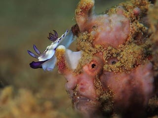 Underwater Photo Gallery: Andrey Shpatak