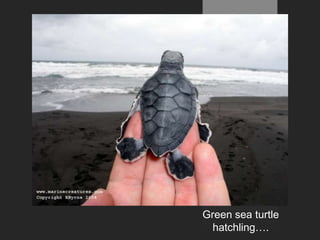 Green sea turtle
hatchling….

 