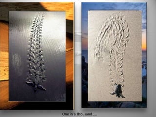 One in a Thousand…..

 