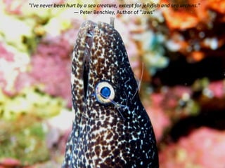 "I've never been hurt by a sea creature, except for jellyfish and sea urchins."
— Peter Benchley, Author of "Jaws"

 