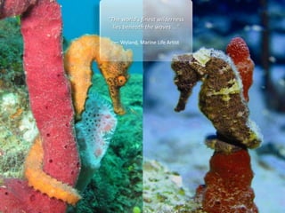 "The world’s finest wilderness
lies beneath the waves …"
— Wyland, Marine Life Artist

 