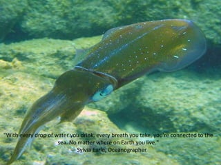 "With every drop of water you drink, every breath you take, you're connected to the
sea. No matter where on Earth you live."
— Sylvia Earle, Oceanographer

 
