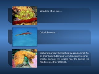 Wonders of an isca…..

Colorful moods….

Seahorses propel themselves by using a small fin
on their back flutters up to 35 times per second.
Smaller pectoral fins located near the back of the
head are used for steering.

 