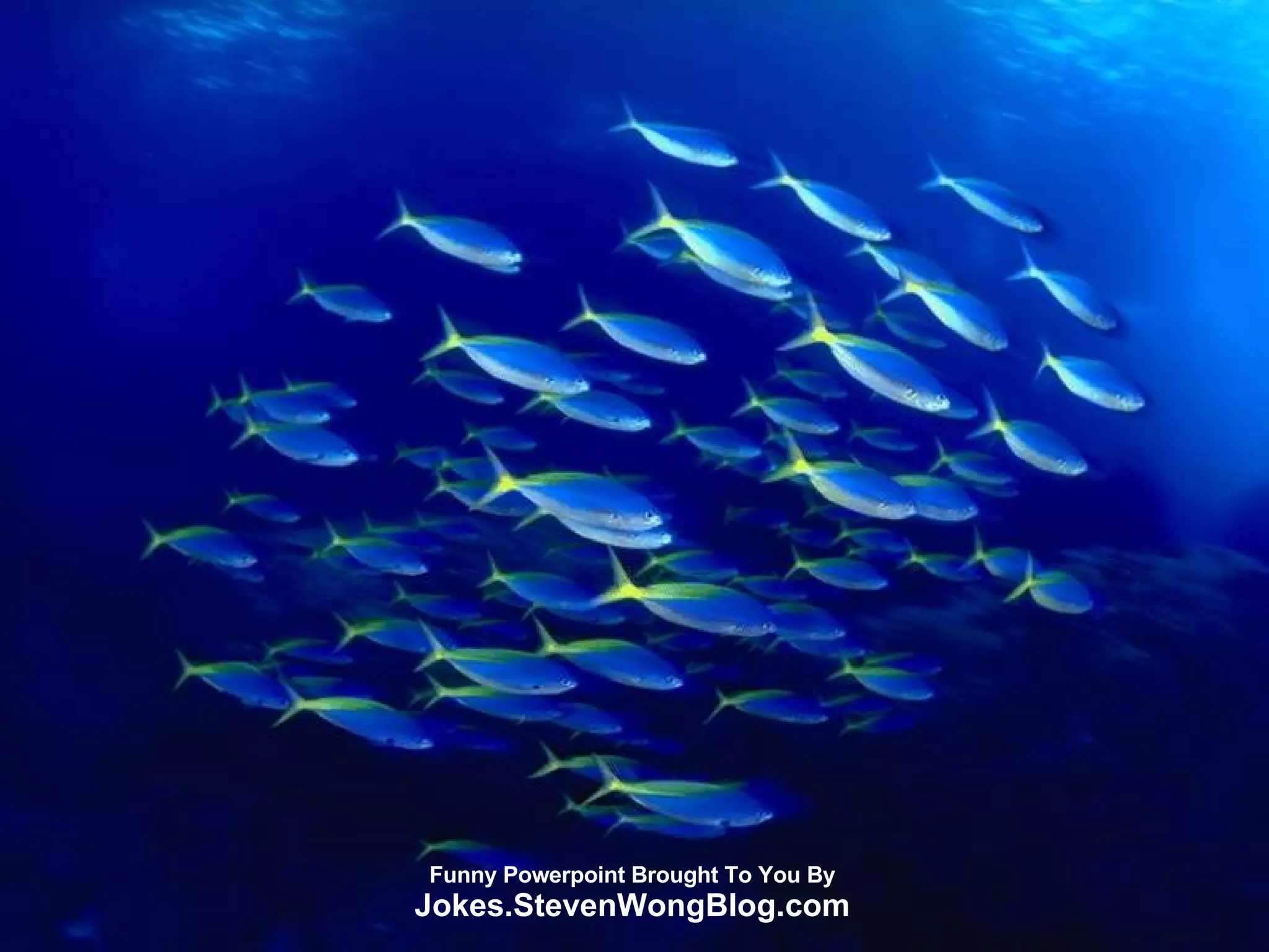 Funny Powerpoint Brought To You By Jokes.StevenWongBlog.com 