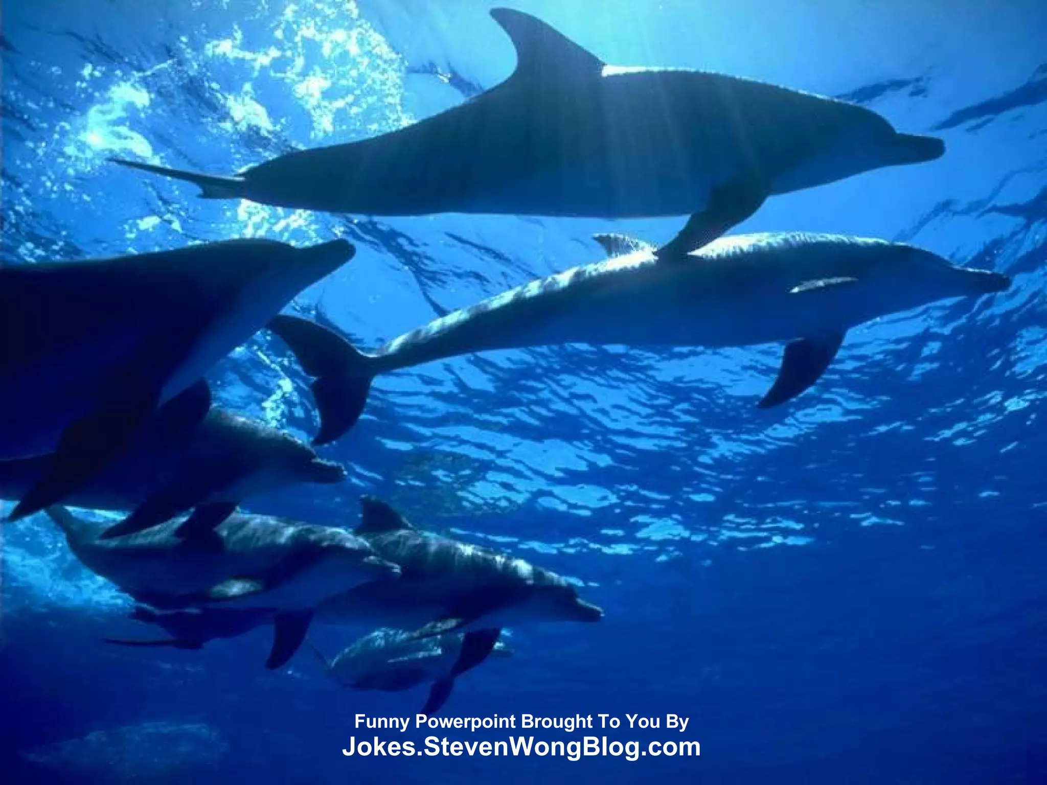 Funny Powerpoint Brought To You By Jokes.StevenWongBlog.com 