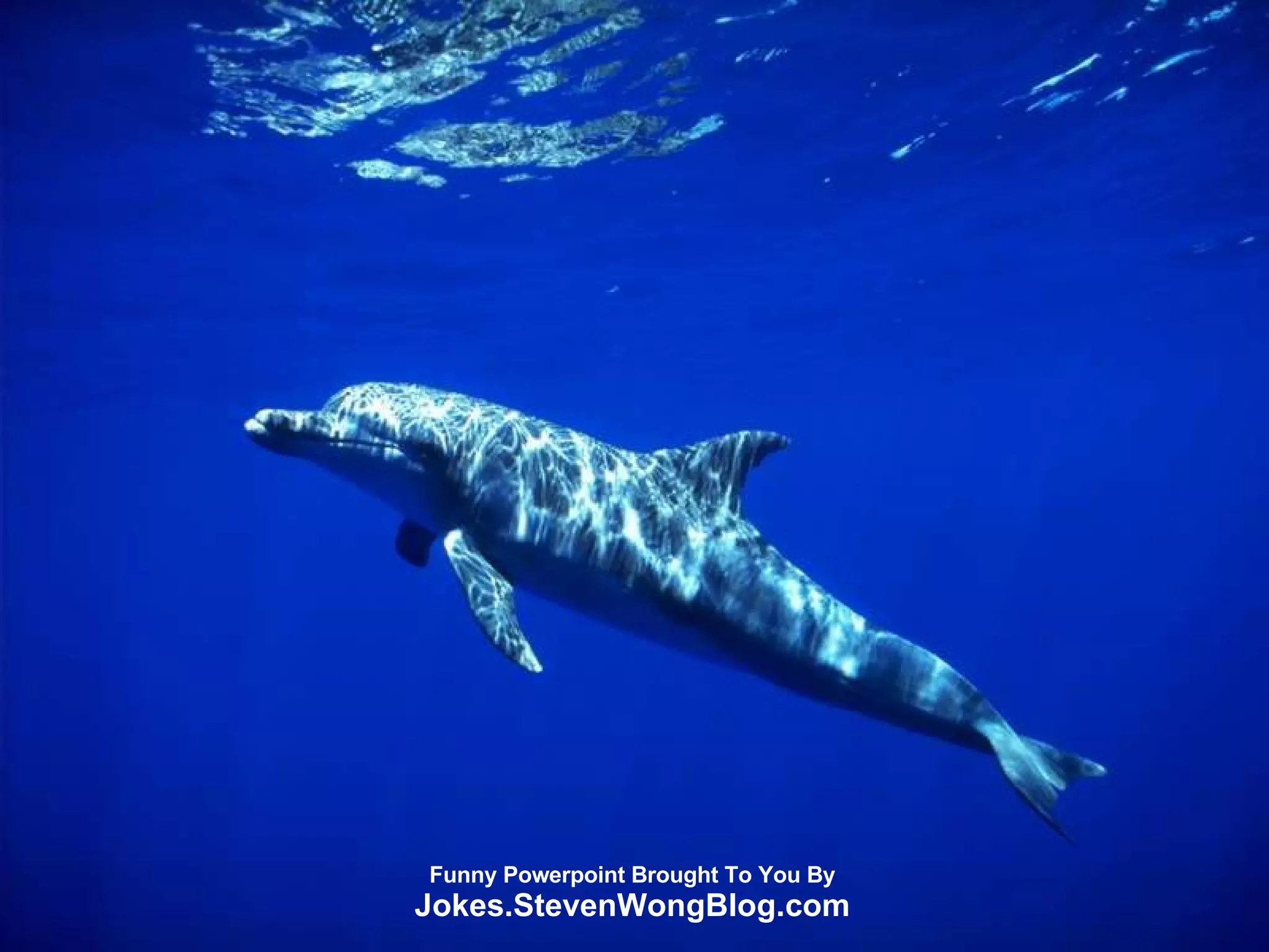 Funny Powerpoint Brought To You By Jokes.StevenWongBlog.com 