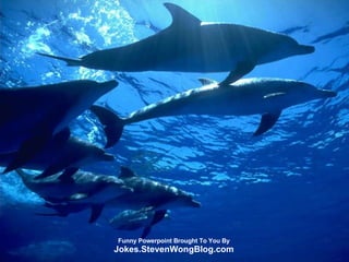 Funny Powerpoint Brought To You By Jokes.StevenWongBlog.com 