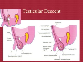 Testicular Descent
 