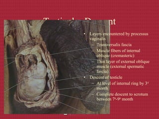 Testicular Descent
• Layers encountered by processus
vaginalis
– Transversalis fascia
– Muscle fibers of internal
oblique (cremasteric)
– Thin layer of external oblique
muscle (external spermatic
fascia)
• Descent of testicle
– At level of internal ring by 3rd
month
– Complete descent to scrotum
between 7th
-9th
month
 