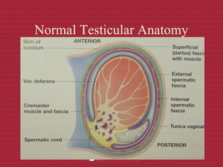 Normal Testicular Anatomy
 
