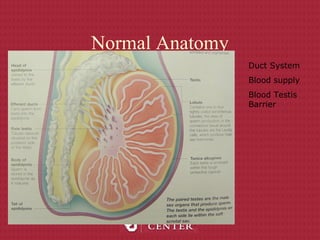 Normal Anatomy
Duct System
Blood supply
Blood Testis
Barrier
 