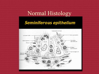 Normal Histology
 