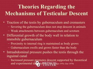 Theories Regarding the
Mechanisms of Testicular Descent
• Traction of the testis by gubernaculum and cremasters
– Severing the gubernaculum does not stop descent in animals
– Weak attachments between gubernaculum and scrotum
• Differential growth of the body wall in relation to
immobile gubernaculum
– Proximity to internal ring is maintained as body grows
– Gubernaculum swells and grows faster than the body
• Intraabdominal pressure pushes the testis through the
inguinal canal
– Increased pressure promotes descent supported by theoretical
and experimental data (Schechter 1960, Bergin 1970, Gier 1970)
 