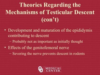 Theories Regarding the
Mechanisms of Testicular Descent
(con’t)
• Development and maturation of the epididymis
contributing to descent
– Probably not as important as initially thought
• Effects of the genitofemoral nerve
– Severing the nerve prevents descent in rodents
 