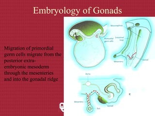 Migration of primordial
germ cells migrate from the
posterior extra-
embryonic mesoderm
through the mesenteries
and into the gonadal ridge
Embryology of Gonads
 