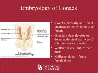 Embryology of Gonads
• 5 weeks- Sexually indifferent –
identical structures in male and
female
• Gonadal ridges develop on
dorsal abdominal wall week 5
– future ovaries or testes
• Wolffian ducts – future male
ducts
• Müllerian ducts – future
female ducts
 