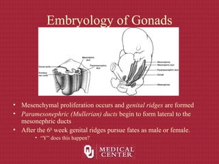 Embryology of Gonads
• Mesenchymal proliferation occurs and genital ridges are formed
• Paramesonephric (Mullerian) ducts begin to form lateral to the
mesonephric ducts
• After the 6th
week genital ridges pursue fates as male or female.
• “Y” does this happen?
 