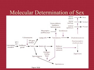 SRY acts on the indifferent gonad to
start the process of male sexual
development
Molecular Determination of Sex
 
