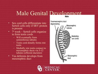 Male Genital Development
• Sex cord cells differentiate into
Sertoli cells only if SRY protein
is present
• 7th
week – Sertoli cells organize
to form testis cords
– Will eventually form
seminiferous tubules
– Testis cord distally forms rete
testis
– Medially rete testis connect to
mesonephric ducts via 5-12
tubules (efferent ductules)
• Vas deferens develops from
mesonephric duct
 