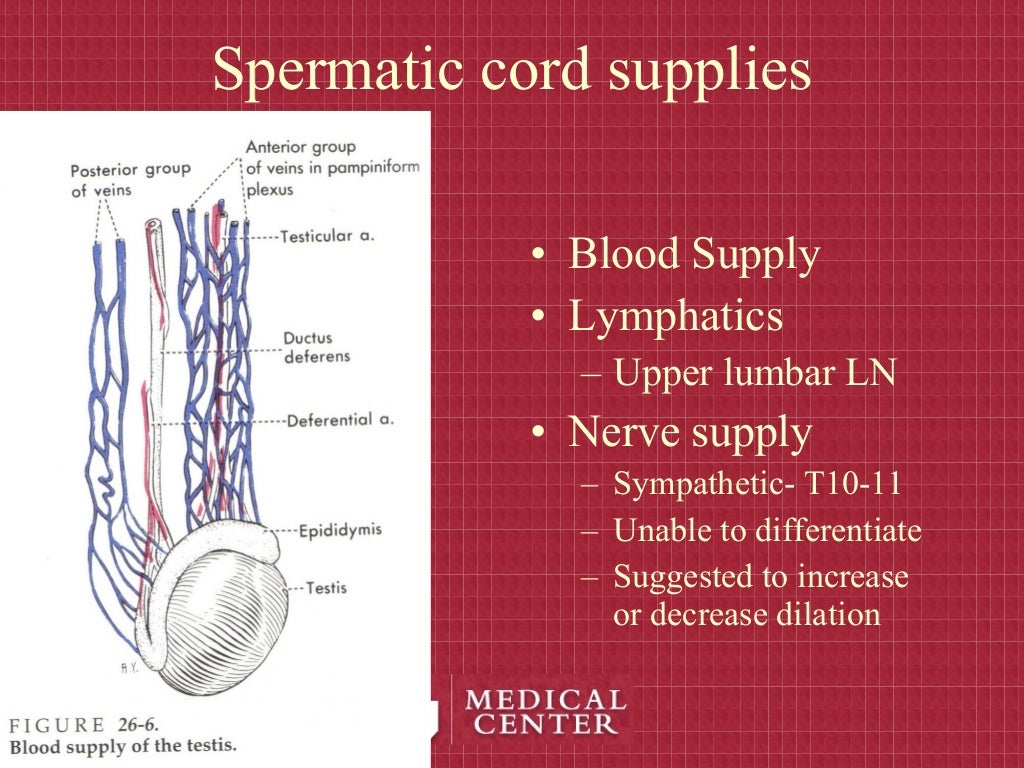 Undescended testicle