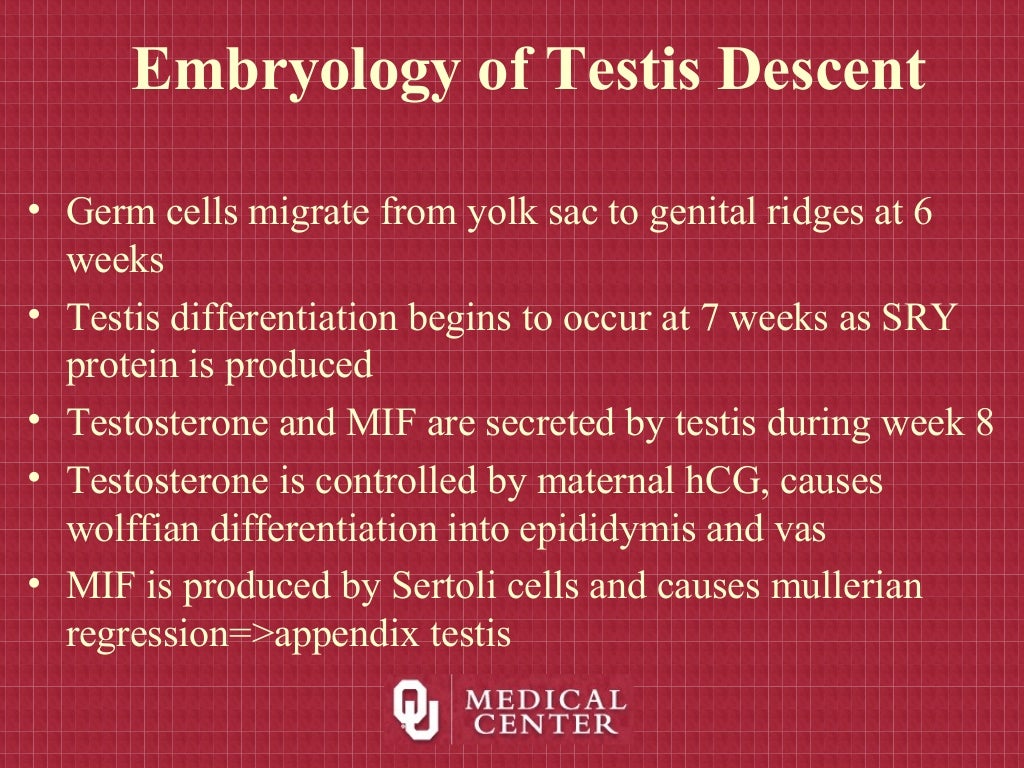 Undescended testicle