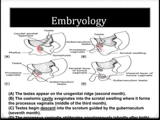 Scrotal Ridge Undescended testes | PPTX