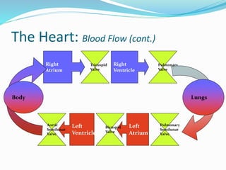 The Heart: Blood Flow (cont.)
Right
Atrium
Right
Ventricle
Pulmonary
Semilunar
Valve
Left
Atrium
Bicuspid
Valve
Left
Ventricle
Pulmonary
Valve
Tricuspid
Valve
Aortic
Semilunar
Valve
LungsBody
 
