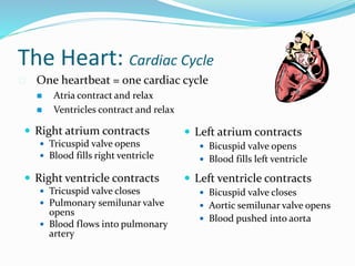 The Heart: Cardiac Cycle
 Right atrium contracts
 Tricuspid valve opens
 Blood fills right ventricle
 Right ventricle contracts
 Tricuspid valve closes
 Pulmonary semilunar valve
opens
 Blood flows into pulmonary
artery
 Left atrium contracts
 Bicuspid valve opens
 Blood fills left ventricle
 Left ventricle contracts
 Bicuspid valve closes
 Aortic semilunar valve opens
 Blood pushed into aorta
 One heartbeat = one cardiac cycle
 Atria contract and relax
 Ventricles contract and relax
 