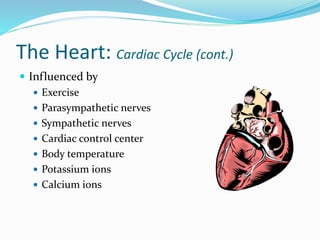 The Heart: Cardiac Cycle (cont.)
 Influenced by
 Exercise
 Parasympathetic nerves
 Sympathetic nerves
 Cardiac control center
 Body temperature
 Potassium ions
 Calcium ions
 