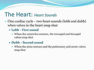 The Heart: Heart Sounds
 One cardiac cycle – two heart sounds (lubb and dubb)
when valves in the heart snap shut
 Lubb – First sound
 When the ventricles contract, the tricuspid and bicuspid
valves snap shut
 Dubb – Second sound
 When the atria contract and the pulmonary and aortic valves
snap shut
 