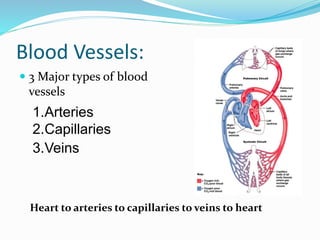 Blood Vessels:
 3 Major types of blood
vessels
1.Arteries
2.Capillaries
3.Veins
Heart to arteries to capillaries to veins to heart
 