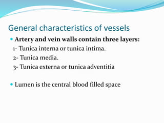 General characteristics of vessels
 Artery and vein walls contain three layers:
1- Tunica interna or tunica intima.
2- Tunica media.
3- Tunica externa or tunica adventitia
 Lumen is the central blood filled space
 