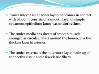  Tunica interna is the inner layer that comes in contact
with blood. It consists of a smooth layer of simple
squamous epithelium known as endothelium.
 The tunica media has sheets of smooth muscle
arranged as circular, layers around the lumen; it is the
thickest layer in arteries.
 The tunica externa is the outermost layer made up of
connective tissue and a few elastic fibers
 