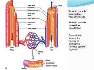 Smooth muscle
contraction:
vasoconstriction
Smooth muscle
relaxation:
vasodilation
Sympathetic
vasomotor
nerves of
autonomic
nervous system
regulate
 