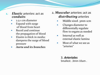 3. Arterioles
Smallest: .3mm-10um .
1. Elastic arteries: act as
conduits
 2.5-1 cm diameter
 Expand with surge
of blood from heart
 Recoil and continue
the propagation of blood
 Elastin is thick in media:
dampens the surge of blood
pressure
 Aorta and its branches
2. Muscular arteries: act as
distributing arteries
 Middle sized .3mm-1cm
 Changes diameter to
differentially regulate
flow to organs as needed
 Internal as well as
external elastic lamina
 Most of what we see as
“arteries”
 