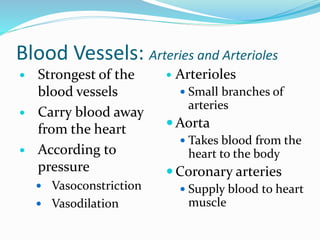 Blood Vessels: Arteries and Arterioles
 Strongest of the
blood vessels
 Carry blood away
from the heart
 According to
pressure
 Vasoconstriction
 Vasodilation
 Arterioles
 Small branches of
arteries
 Aorta
 Takes blood from the
heart to the body
 Coronary arteries
 Supply blood to heart
muscle
 