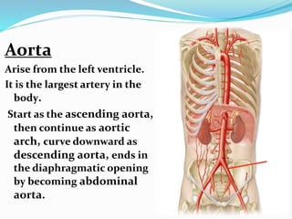 Aorta
Arise from the left ventricle.
It is the largest artery in the
body.
Start as the ascending aorta,
then continue as aortic
arch, curve downward as
descending aorta, ends in
the diaphragmatic opening
by becoming abdominal
aorta.
 