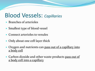 Blood Vessels: Capillaries
 Branches of arterioles
 Smallest type of blood vessel
 Connect arterioles to venules
 Only about one cell layer thick
 Oxygen and nutrients can pass out of a capillary into
a body cell
 Carbon dioxide and other waste products pass out of
a body cell into a capillary
 