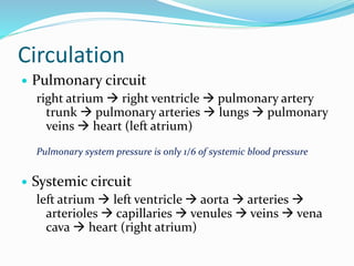 Circulation
 Pulmonary circuit
right atrium  right ventricle  pulmonary artery
trunk  pulmonary arteries  lungs  pulmonary
veins  heart (left atrium)
Pulmonary system pressure is only 1/6 of systemic blood pressure
 Systemic circuit
left atrium  left ventricle  aorta  arteries 
arterioles  capillaries  venules  veins  vena
cava  heart (right atrium)
 