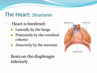 The Heart: Structures
 Heart is bordered:
 Laterally by the lungs
 Posteriorly by the vertebral
column
 Anteriorly by the sternum
 Rests on the diaphragm
inferiorly
 