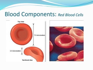 Blood Components: Red Blood Cells
 