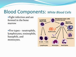 Blood Components: White Blood Cells
Fight infection and are
formed in the bone
marrow
Five types – neutrophils,
lymphocytes, eosinophils,
basophils, and
monocytes.
 