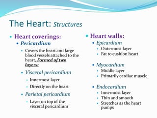 The Heart: Structures
 Heart coverings:
 Pericardium
 Covers the heart and large
blood vessels attached to the
heart, Formed of two
layers:
 Visceral pericardium
 Innermost layer
 Directly on the heart
 Parietal pericardium
 Layer on top of the
visceral pericardium
 Heart walls:
 Epicardium
 Outermost layer
 Fat to cushion heart
 Myocardium
 Middle layer
 Primarily cardiac muscle
 Endocardium
 Innermost layer
 Thin and smooth
 Stretches as the heart
pumps
 