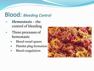 Blood: Bleeding Control
 Hemostasis – the
control of bleeding
 Three processes of
hemostasis
 Blood vessel spasm
 Platelet plug formation
 Blood coagulation
 