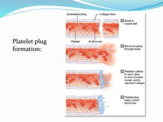 Platelet plug
formation:
 